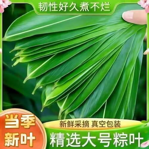 新鲜大粽叶现摘现发真空保鲜厚实耐用包粽子清香浓郁家用大粽叶