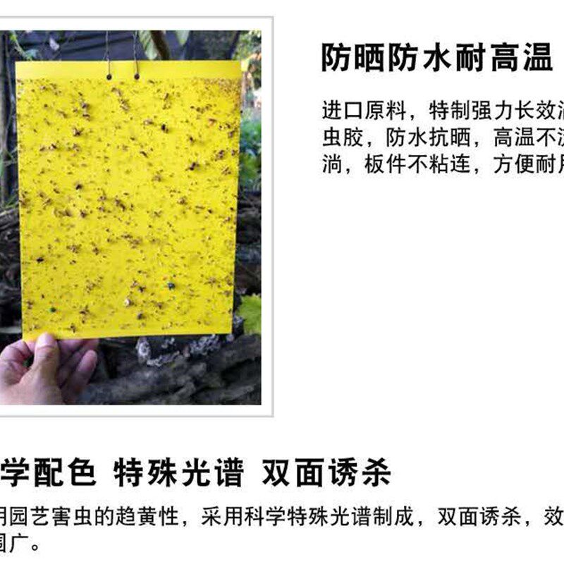 灭小飞虫黄板双面粘虫板诱虫纸贴适用于家庭果园大棚