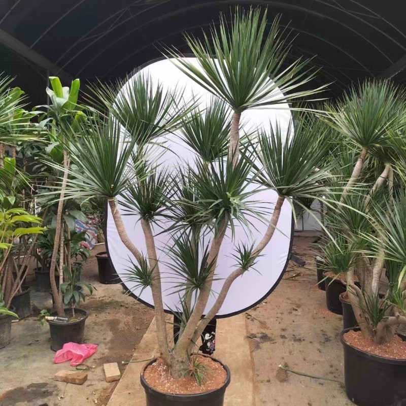 黑珍珠多头造型龙血树客厅大型绿植庭院阳台别墅花园室内植物盆栽