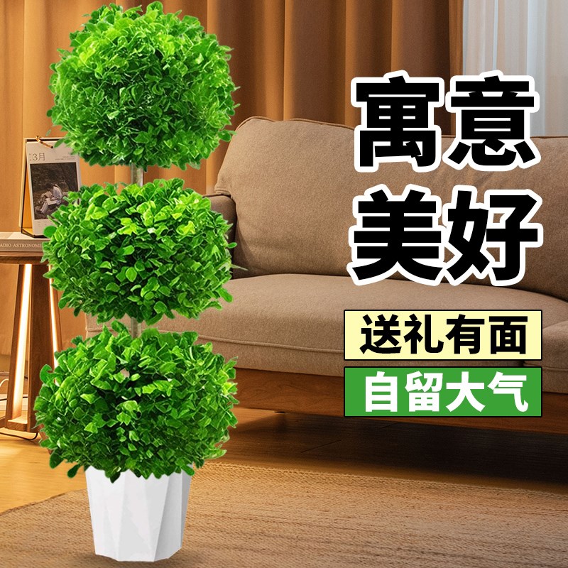 金钱榕盆景家用客厅大盆栽招财树造型金钱榕树室内小叶绿植老桩