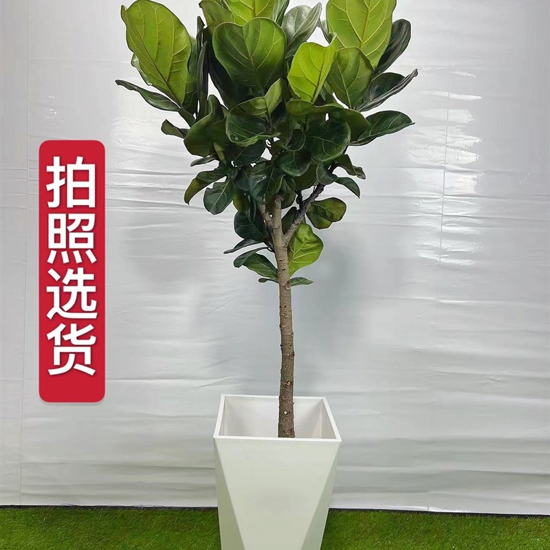 琴叶榕客厅盆栽网红绿植室内净化空气大型乔迁新居办公室庭院包邮