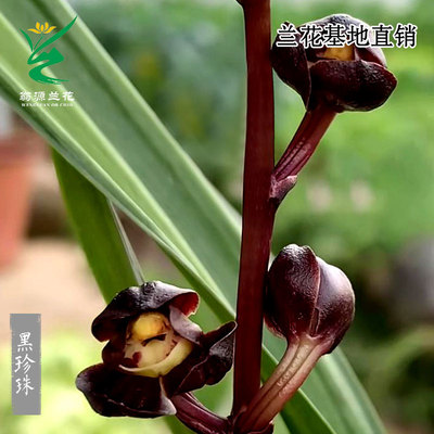喜花里兰花苗高端墨兰黑珍珠矮种奇叶紫黑色花浓香好易养室内盆栽
