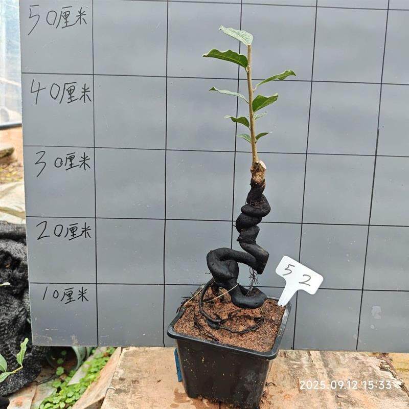 四川金蛋子金弹子根艺精品造型盆景观赏树苗金蛋子老桩造型盆景。