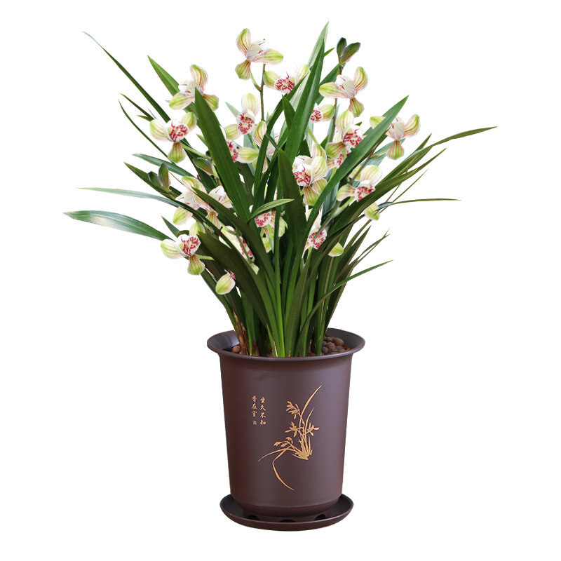 精品兰花盆栽墨兰花苗大盆年宵花浓香型名贵植物客厅阳台耐寒花卉