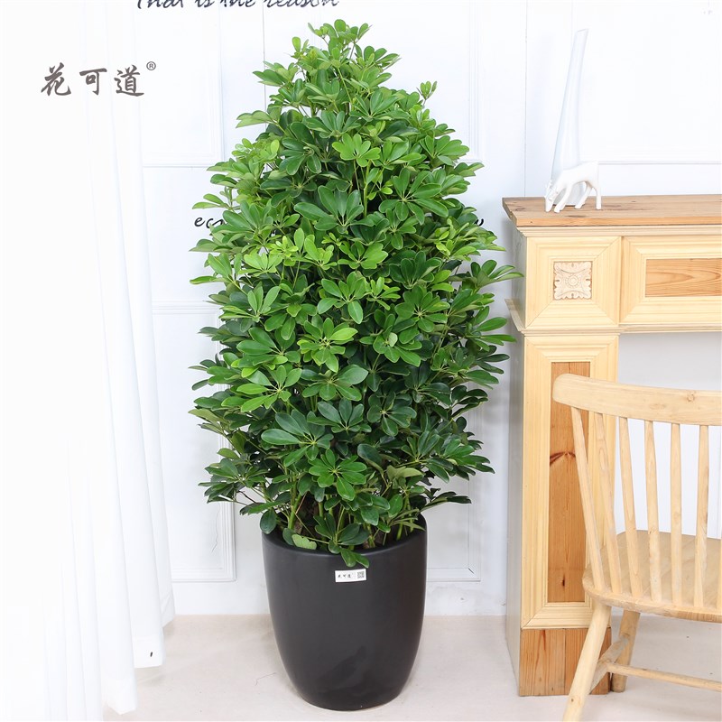 开业庆典乔迁摇钱树鸭脚木盆栽花卉天津鲜花速递同城送花天津花店