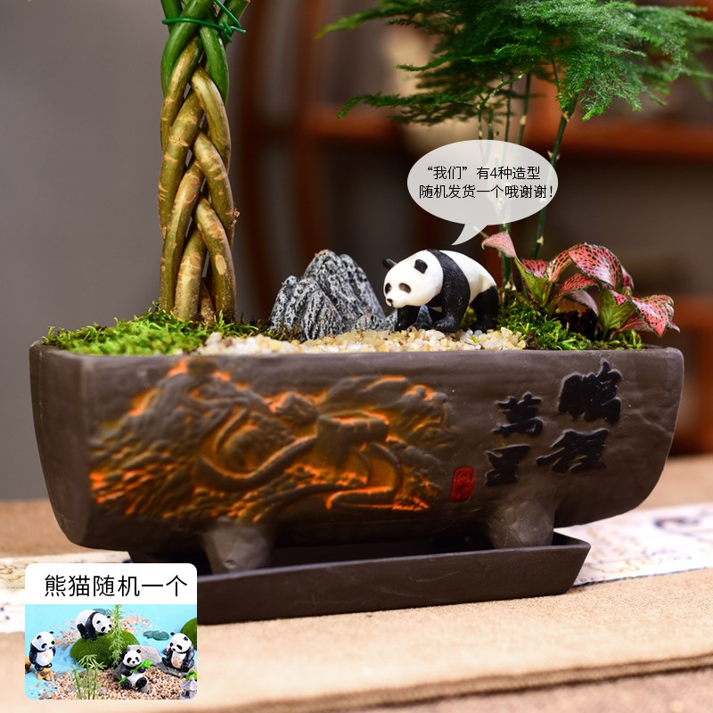 发财树盆室内盆栽文竹富贵竹组合桌面植物客厅办公盆景观赏好养