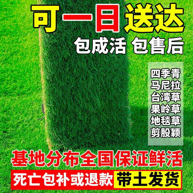 真草皮草坪带泥土地毯草台湾草别墅庭院花园百慕大绿化马尼拉草坪
