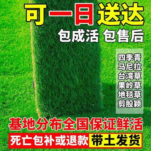 真草皮草坪带泥土地毯草台湾草别墅庭院花园百慕大绿化马尼拉草坪