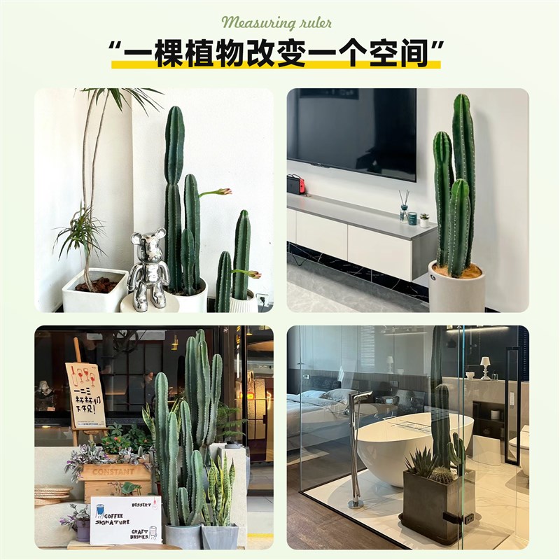 量天尺仙人柱绿植盆栽仙人掌大型植物室内客厅落地多肉禄植好养活