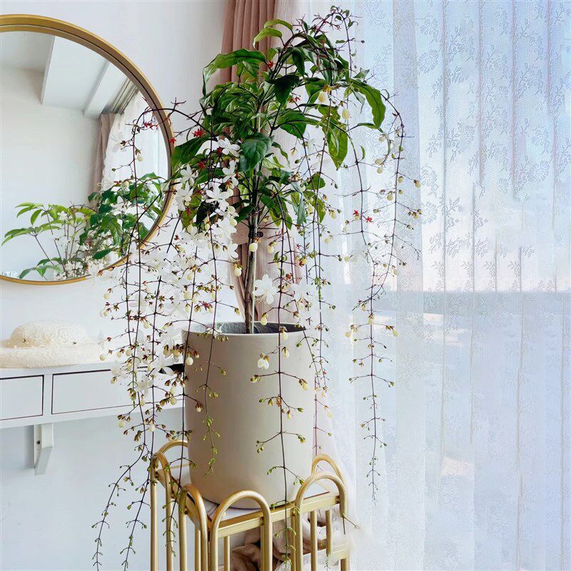 泰国垂丝茉莉花盆栽花苗四季开花白蝴蝶稀有花卉绿植室内垂吊植物