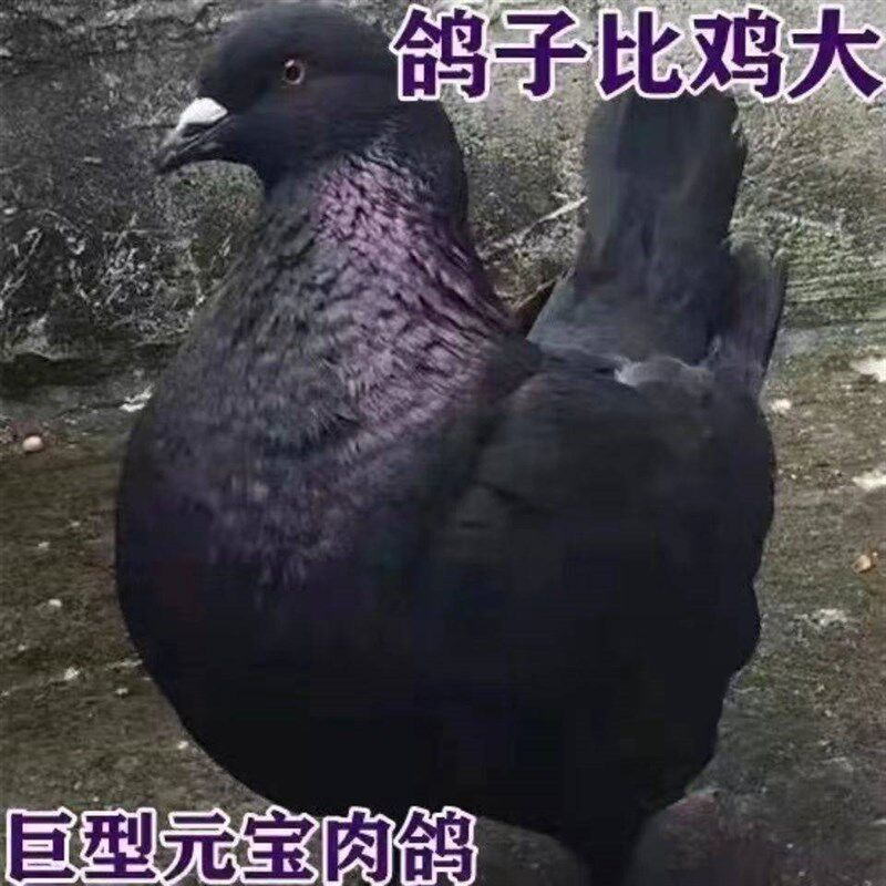 8斤元宝鸽纯种一对特大型鸽子活体观赏鸽信鸽肉鸽包邮包活包下蛋
