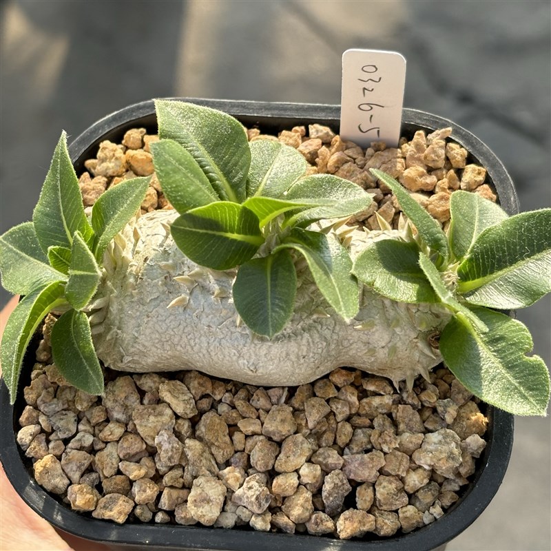 惠比须笑实生黄花惠比须笑块根植物一物一拍 阳台多肉盆栽绿植