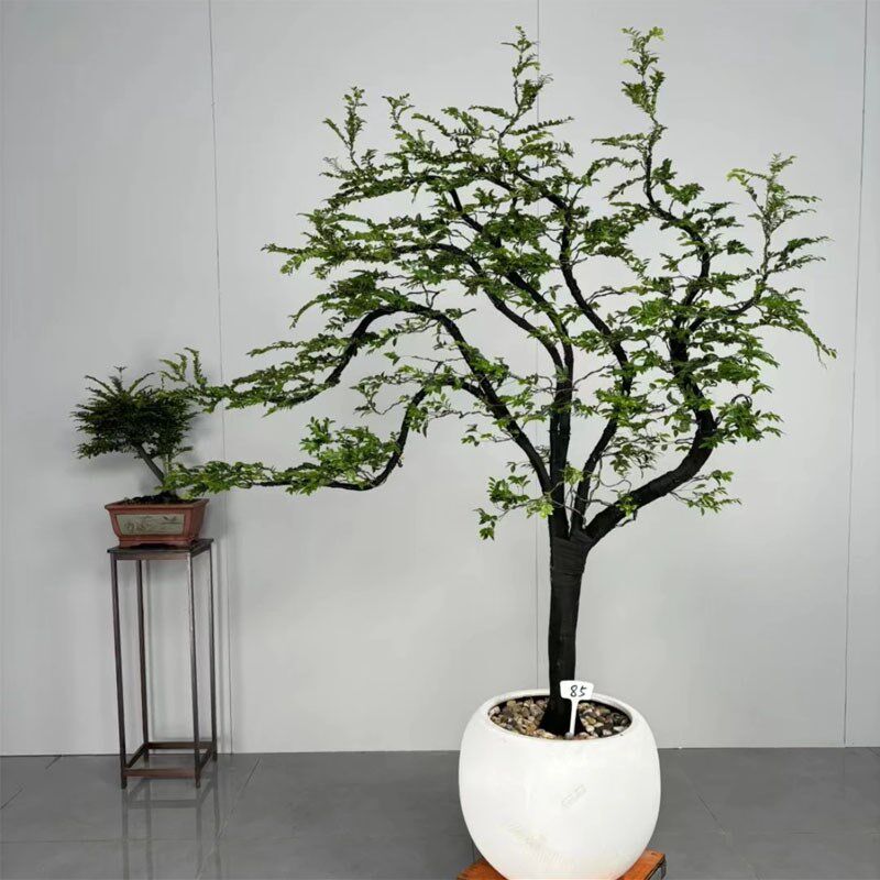 小叶紫檀盆栽黑骨茶盆景客厅庭院别墅名贵树老桩造景四季常青绿植