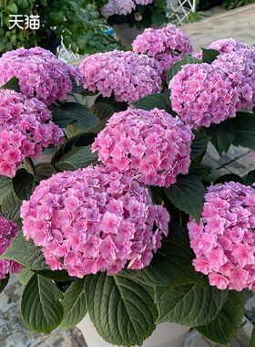 太阳神殿绣球花盆栽小苗易多梦幻牵牛星易多梦幻薄荷拇指绣球大苗