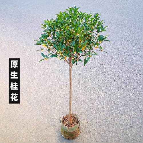 桂花树苗原生桂花棒棒糖八月桂花香地栽高杆金桂丹桂四季桂带花苞