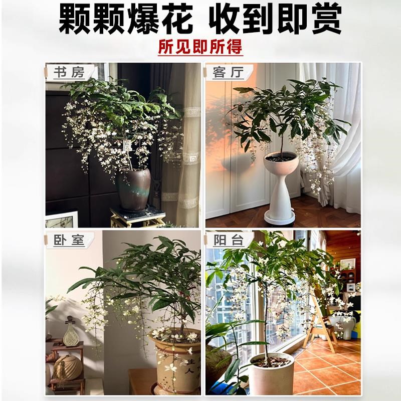 垂丝茉莉盆栽带花苞老桩阳台室内垂吊风车易活绿植物花卉四季开花