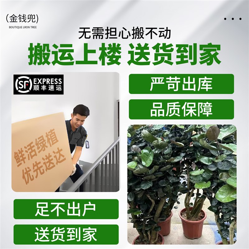 金钱兜发财树大型绿植客厅室内盆栽金钱树圆叶福禄桐落地植物真花