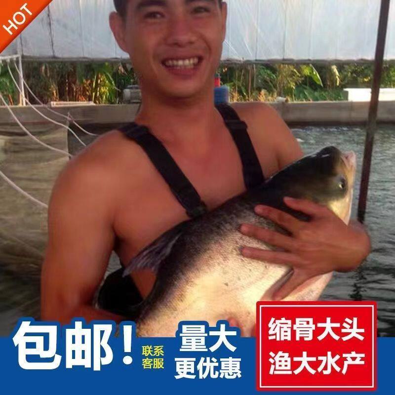 缩骨大头鱼苗胖头鱼苗优质缩骨花鲢锁骨淡水大头鳙鱼苗养殖食用