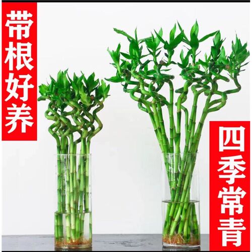 带根转运竹水竹富贵竹植物水养开运竹子盆栽客厅室内招财水培绿植