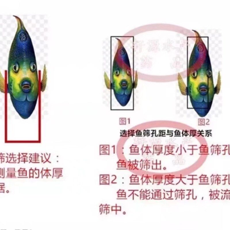 塑料鱼筛鱼苗苗种黄颡鱼泥鳅龙虾对虾大小分级塑胶筛子分选分拣筛