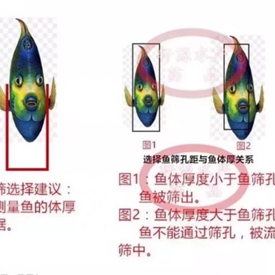 塑料鱼筛鱼苗苗种黄颡鱼泥鳅龙虾对虾大小分级塑胶筛子分选分拣筛