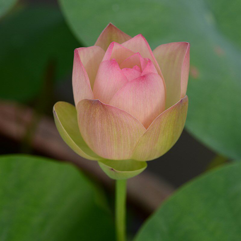 【鹿城秋】碗莲乌托邦-中小型 盆栽阳台楼顶水生花卉观赏荷花种藕