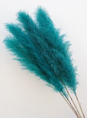 大芦苇干花花束白色灰色网红蒲苇潘帕斯真花婚庆装饰客厅落地摆件