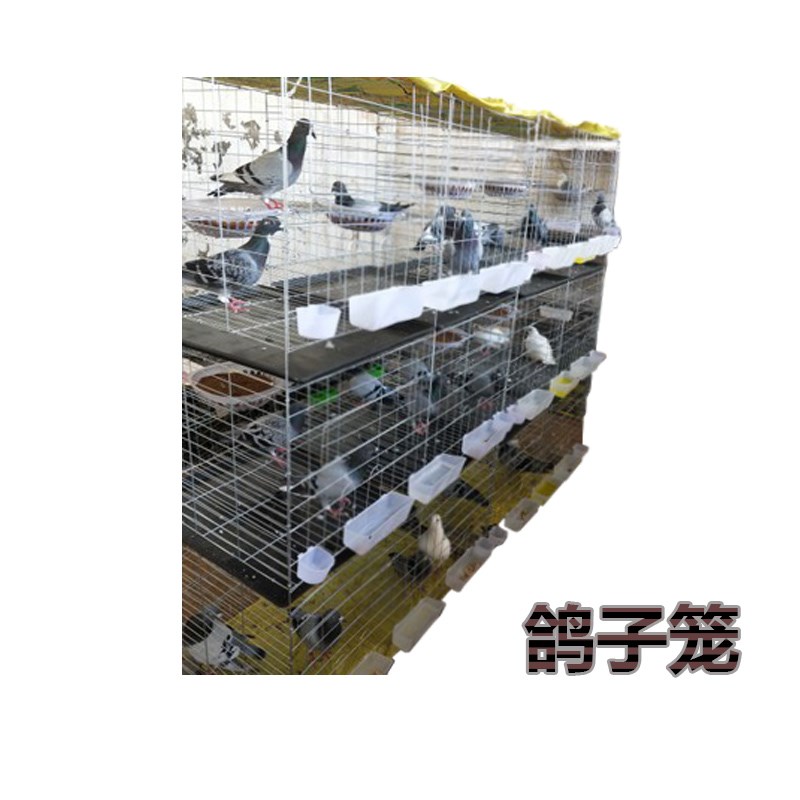 包邮鸽子笼12位养殖专用家用信鸽肉鸽配对笼繁殖笼养殖笼鸽笼笼子