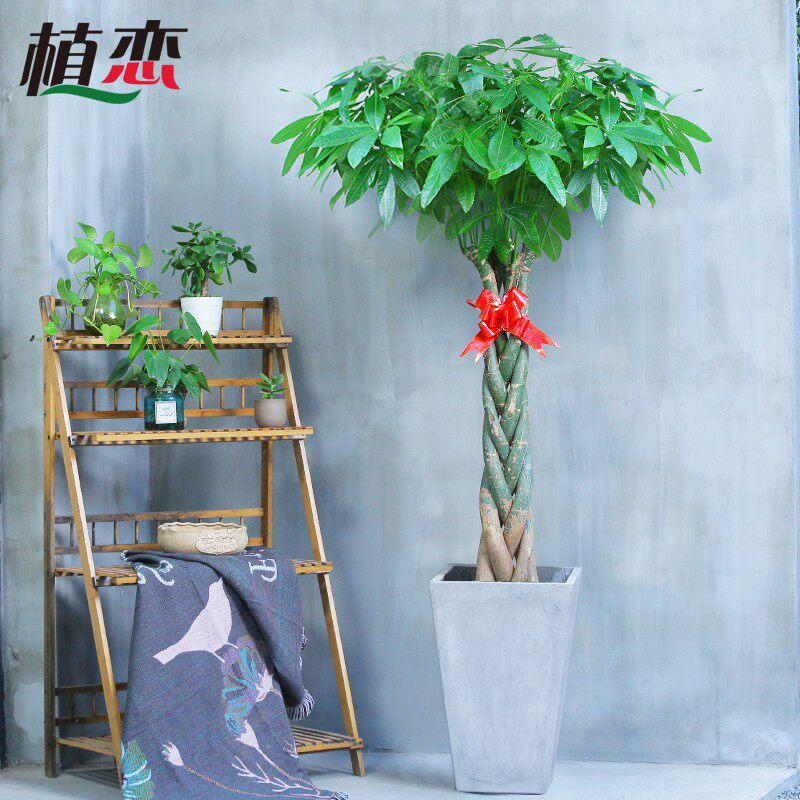 五辫子发财树盆栽大型室内绿植盆景花卉客厅办公室绿植 宁波慈溪