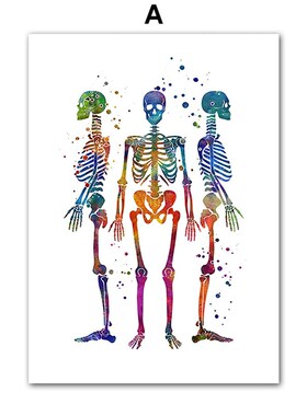 人类解剖学北欧海报胸椎骨盆四肢骨骼艺术绘画装饰画医生房间壁画