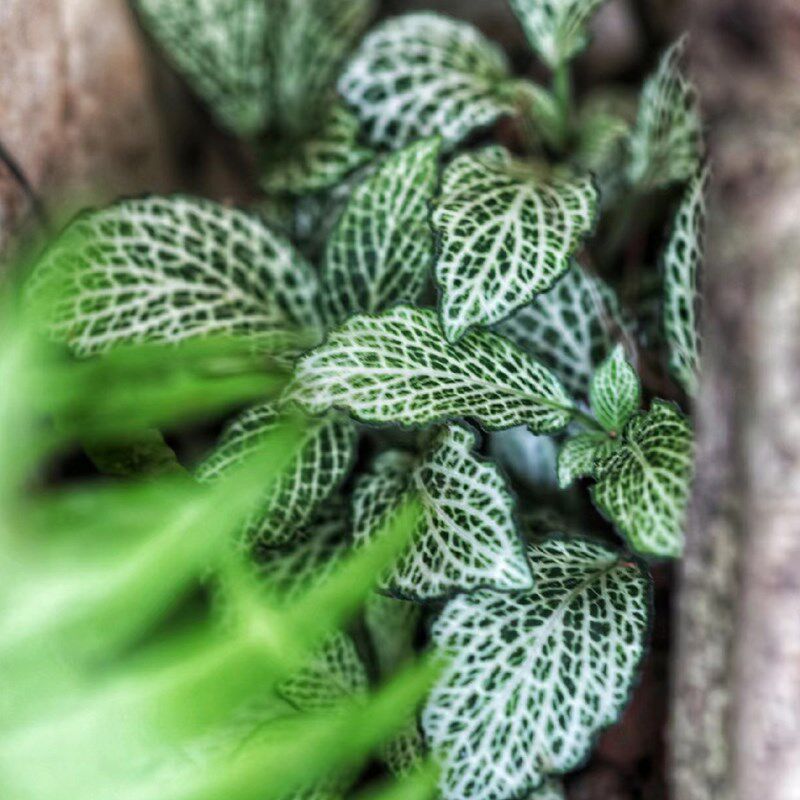 黄缘龟缸专用造景网纹草植物安缘半水龟饲养箱绿植养殖箱造景材料图片