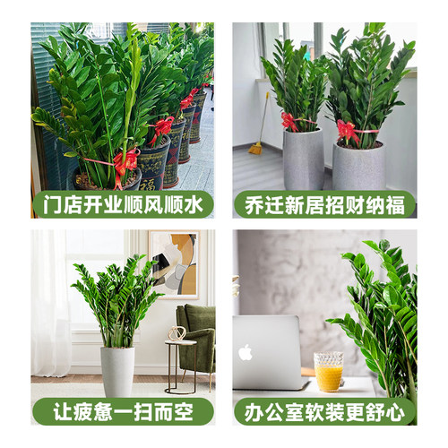 金钱树盆栽植物室内花卉大型客厅好养绿植大摇钱串子招财开业送礼