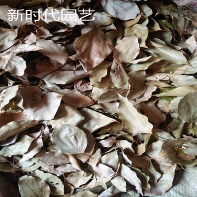 天然落叶 真落叶摄影背景落叶干花橱窗装饰落叶复古秋意落叶 树叶