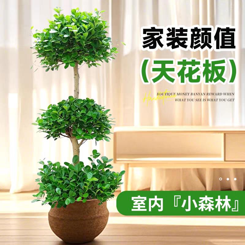 金钱榕客厅大盆栽造型榕树办公室内大型植物摇钱树落地绿植发财树