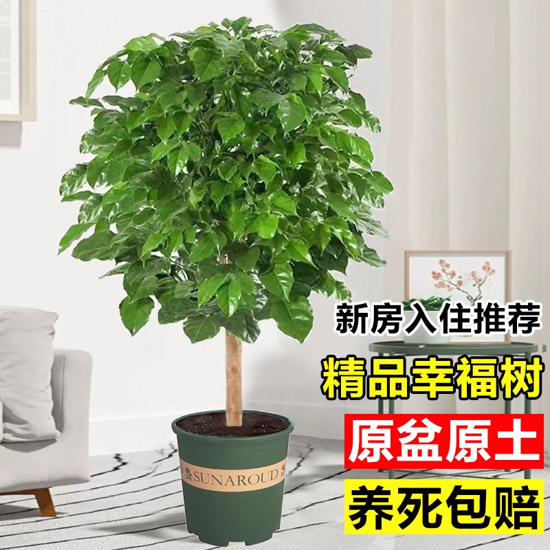 幸福树客厅盆栽大型绿植独杆老桩四季植物净化空气办公室内平安树