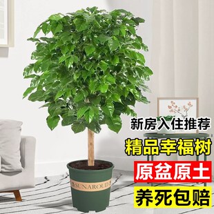 幸福树客厅盆栽大型绿植独杆老桩四季植物净化空气办公室内平安树