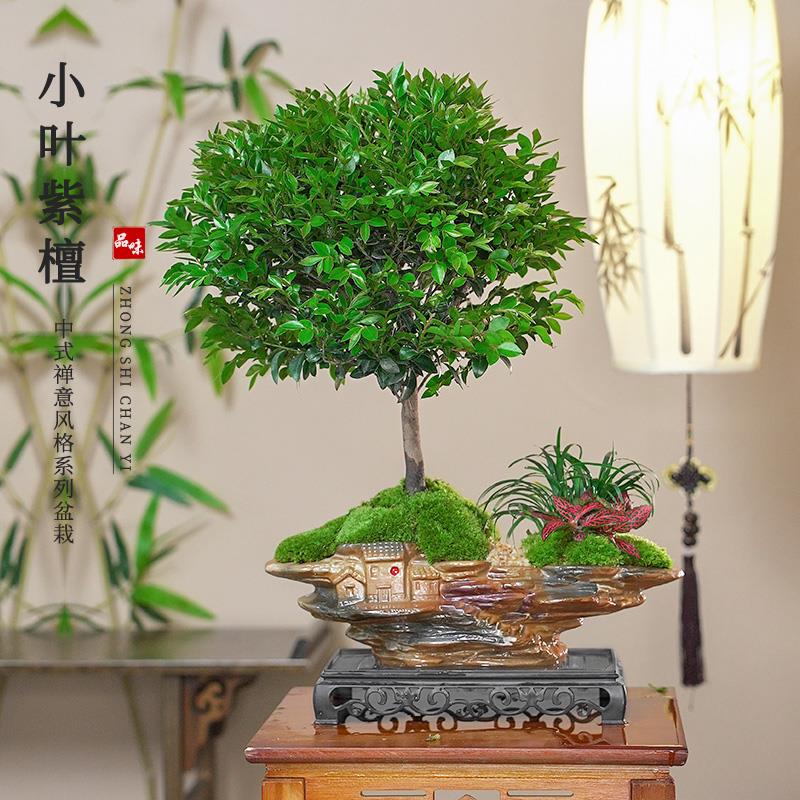 别墅盆老桩小叶紫檀盆景净化空气观叶盆栽绿植桌面观景老桩檀木