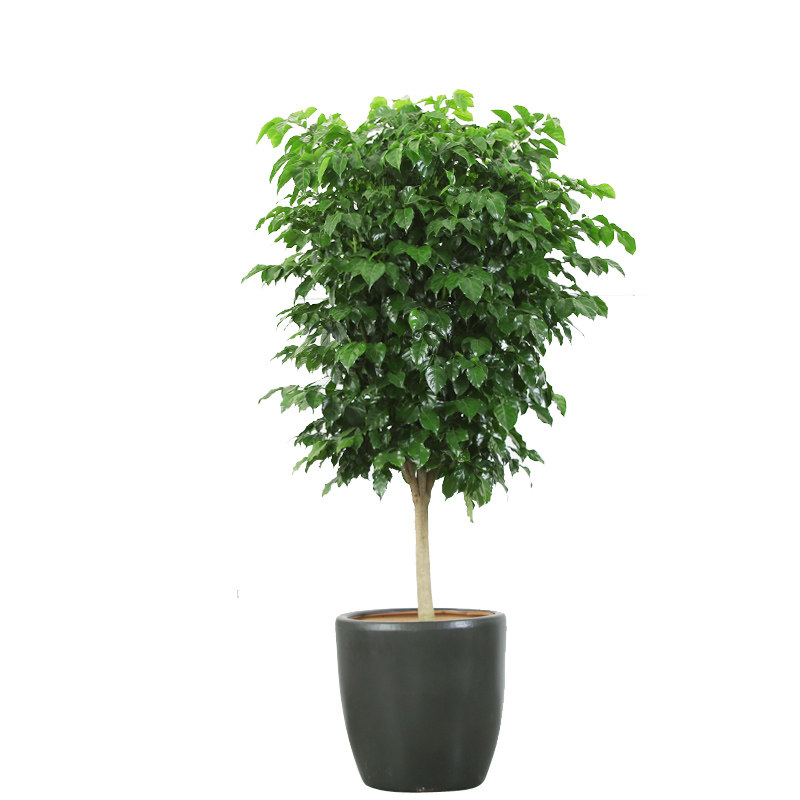 绿宝幸福树盆栽室内植物客厅大型绿植盆景开业送礼苏州上海配送