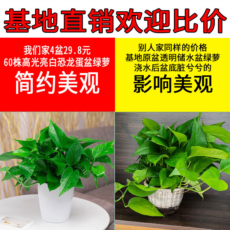 绿萝盆栽室内植物垂吊大盆绿植花卉大叶长藤客厅恐龙蛋花盆绿箩