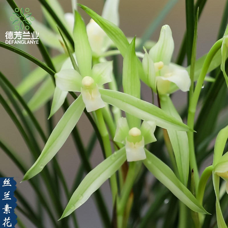 兰花名贵春兰丝兰素花带花苞室内阳台好养浓香型花卉绿植盆景盆栽