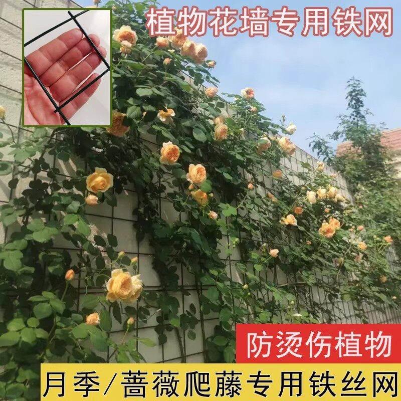 月季爬藤花墙架专用铁丝网花架蔷薇花植物爬墙固定网格壁挂爬藤架