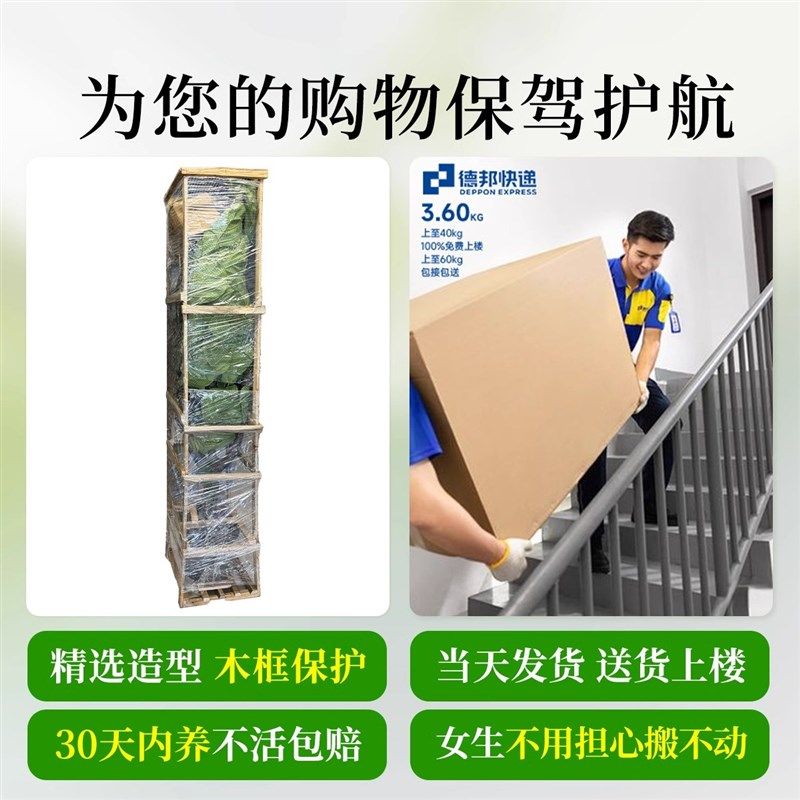 琴叶榕办公室花卉绿植盆景客厅旺宅室内盆栽大型植物易活四季好养