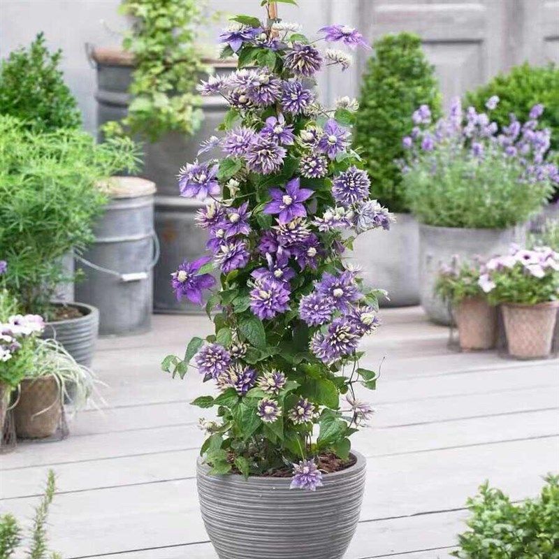 铁线莲大苗盆栽藤本爬藤植物花卉重瓣倒影乌托邦庭院耐寒适合新手