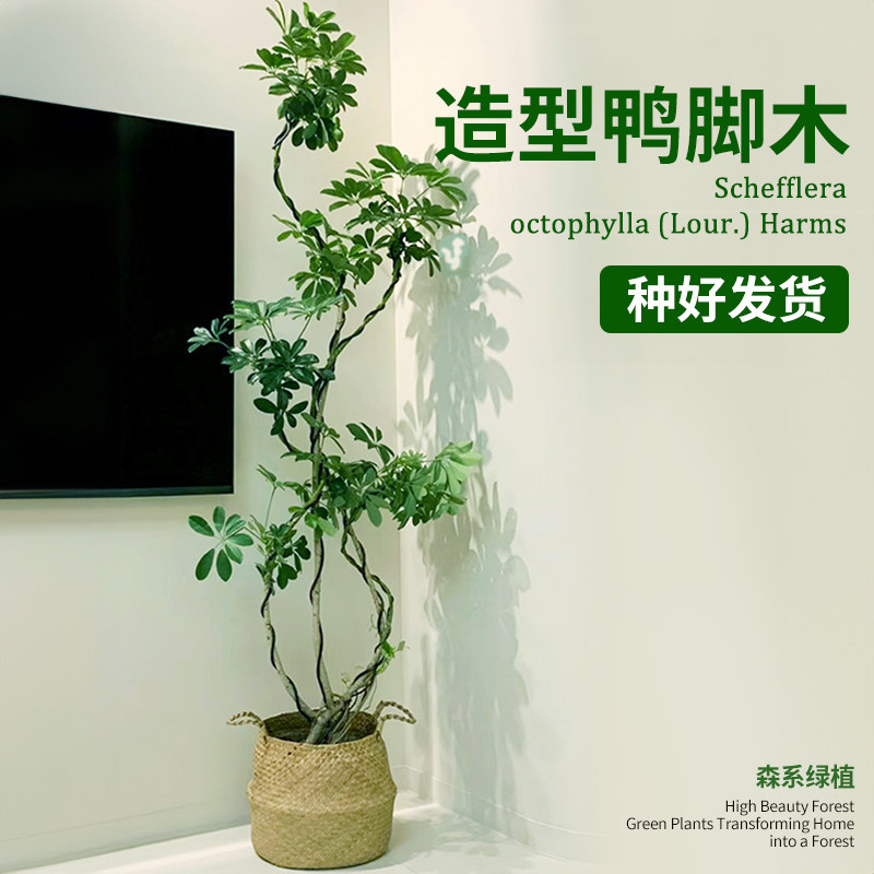 造型鸭脚木室内盆栽鸭掌木净化空气办公室客厅四季常青大型绿植物