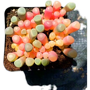 粉色五十玲玉锦彩色多肉植物稀有品种室内阳台防辐射花卉盆栽绿植