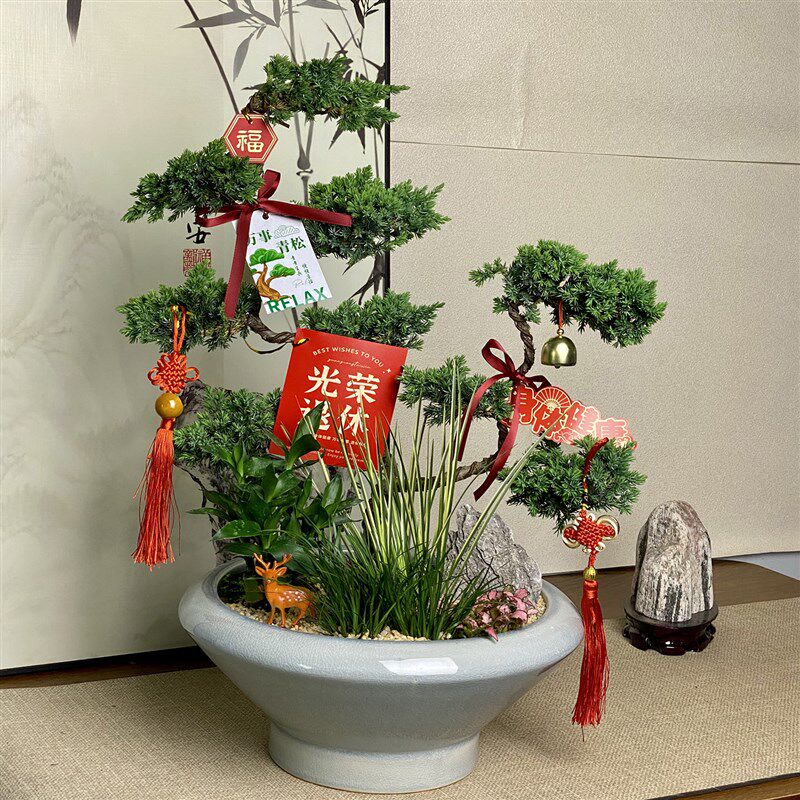 五层塔松盆栽绿植造型盆景开业送礼祝寿礼物办公室送领导高端植物