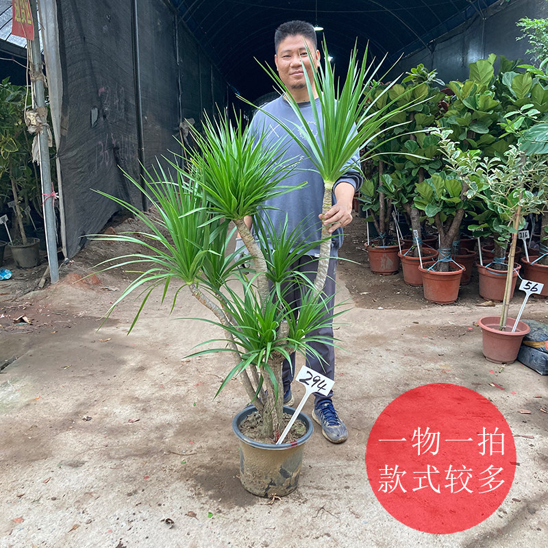 老桩龙血树龙须树三头五头多头多叉分枝室内大气高大大型绿植盆栽