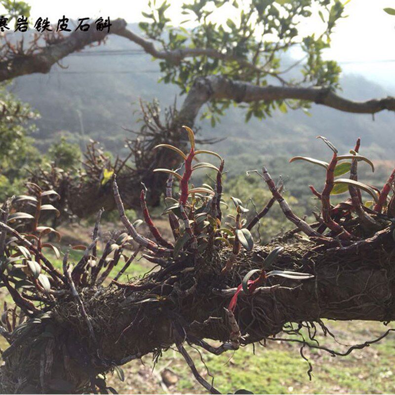 浙江乐清铁皮石斛苗树上 连根拔,大丛 红铁 带花苞裸根