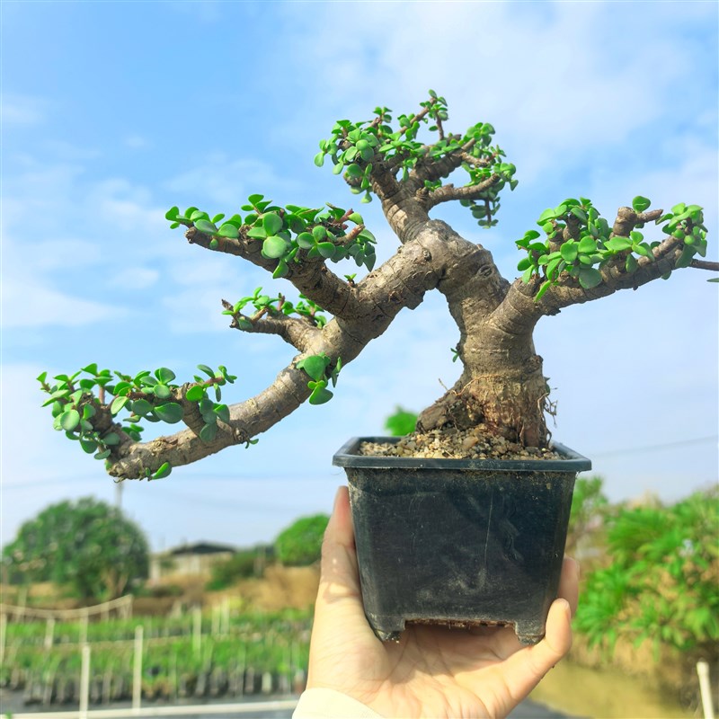 多肉植物金枝玉叶老桩大树型造型盆景一物一拍掌上精品艺术盆栽