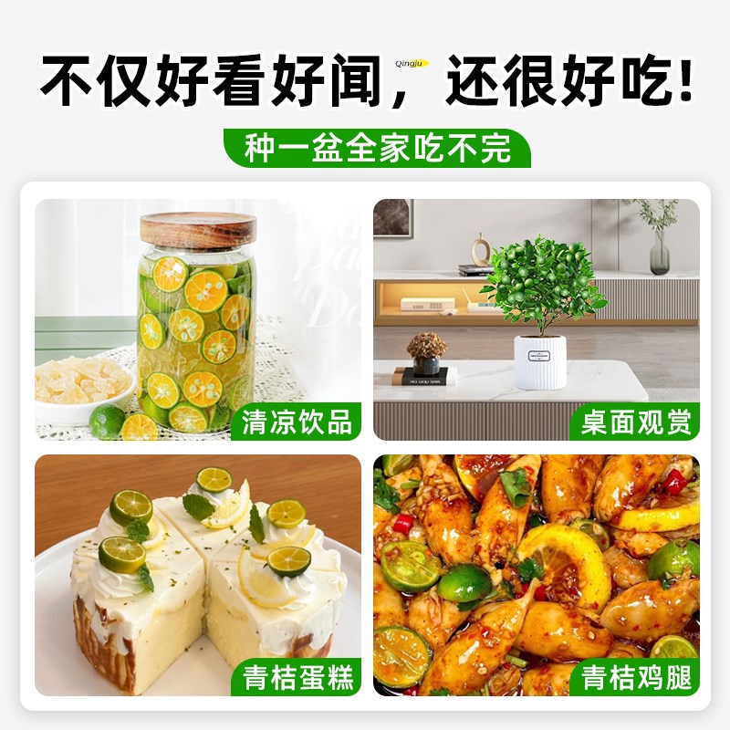 特级海南小青桔盆栽小青柠树苗绿植花卉客厅室内阳台植物金桔果树